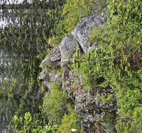 rocky outcrop in forested area with tall trees in the background and cloudy skies
