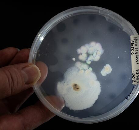 A scientist in a lab holding a salamander skin sample under a light for investigation.