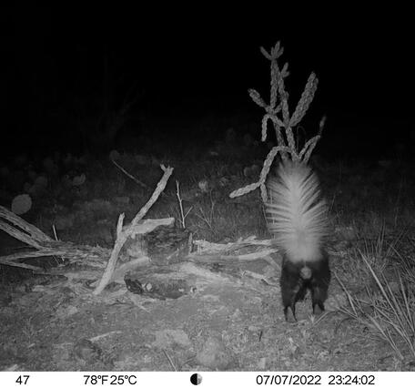 White-backed hog-nosed skunk 