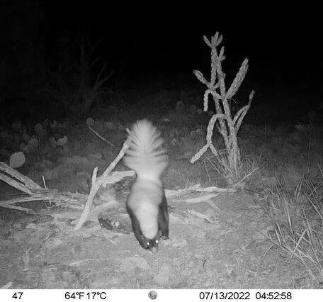  white-backed hog-nosed skunk 