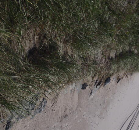 On the base of an ocean dune below vegetation, riprap rocks that were placed as a seawall are slightly exposed.