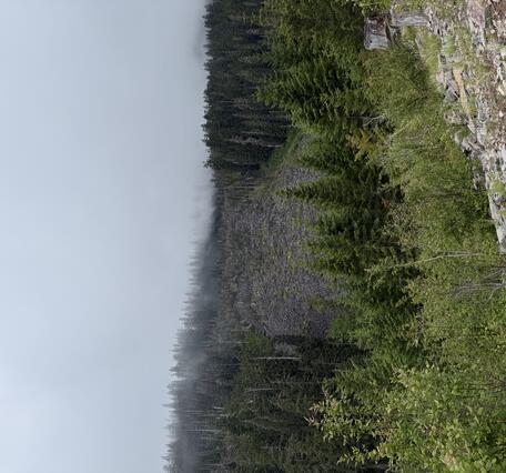 Barren talus in foreground, forested area in background with barren area in the middle, in a cloudy landscape