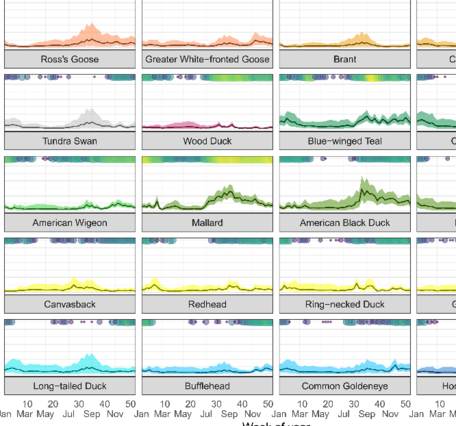 A graphical depiction of species specific weekly avian influenza (IAV) prevalence rates in waterfowl