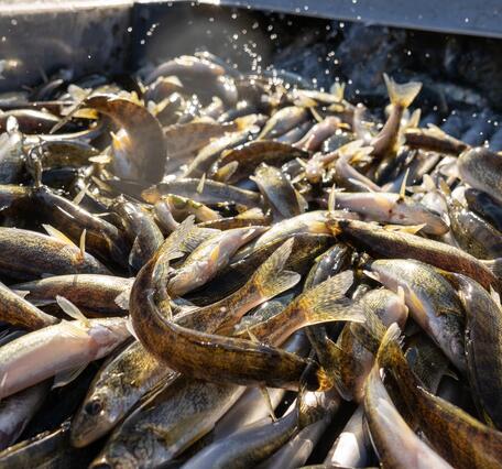 A container filled with young fish