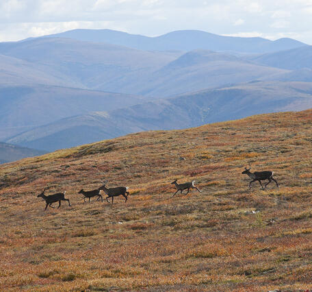 five caribou run across an orange hill, with rolling mountains in the background
