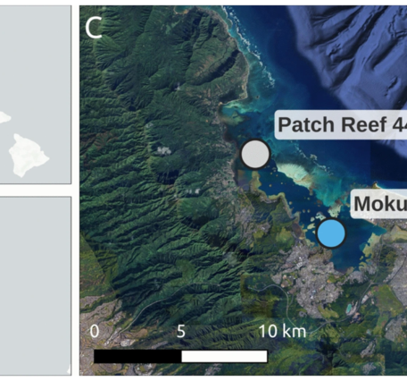 Study area - Impact of warming and suspended terrigenous sediment on the Hawaiian reef coral Montipora capitata