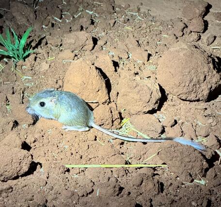 A Kangaroo Rat photographed at night.
