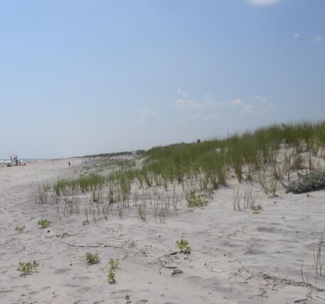 A coastal dune with white sand and vegetation growing on the slope of the dune