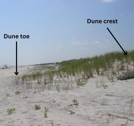 A coastal dune with the base and crest of the dune labeled