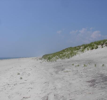 A wide sandy beach with a tall dune covered in vegetation