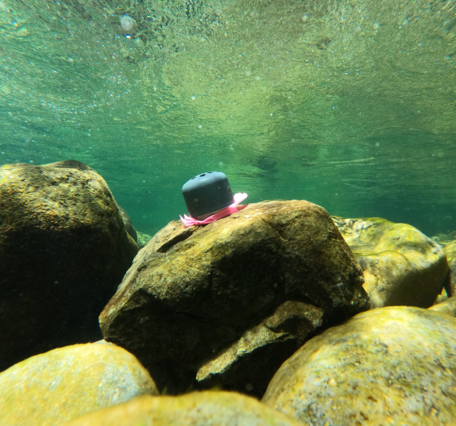 Submerged temperature logger mounted to cobble on riverbed.