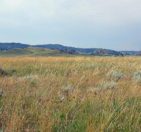 A grassland with rolling hills in the background and a blue sky