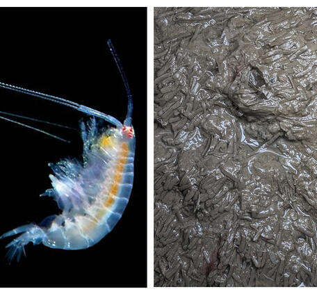 The amphipod Ampelisca abdita and its characteristic tube mat in sediment