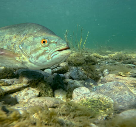 Smallmouth bass