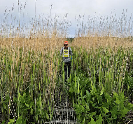 A USGS employee walks on a raised platform during wetland monitoring in Sweet Hall Marsh, VA
