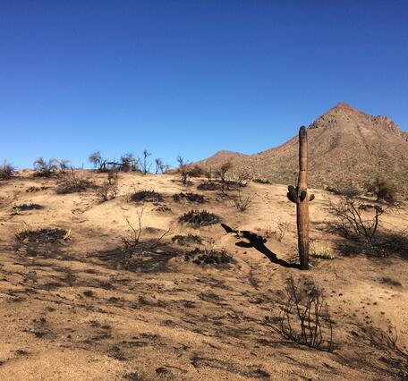 A burned landscape in the Sonoran Desert; the ground is mostly bare with a few black, burned shrubs and there is a burned, dead saguaro cactus in the foreground