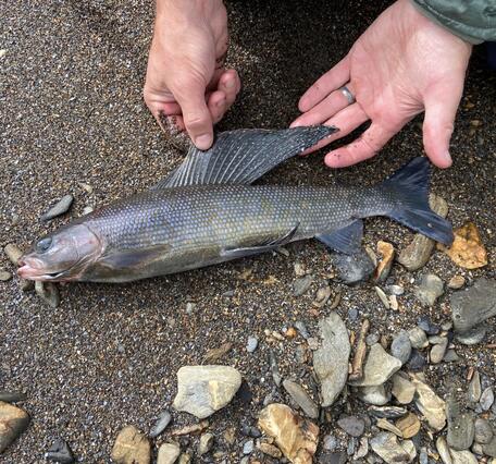 Grey fish with large dorsal fin laying on sand.