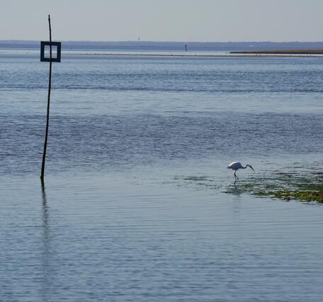 Looking at the shallow waters of the bay with a heron stalking the low grasses on the right and a channel marker on the left