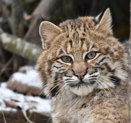 A bobcat stares into the camera from behind a tree.