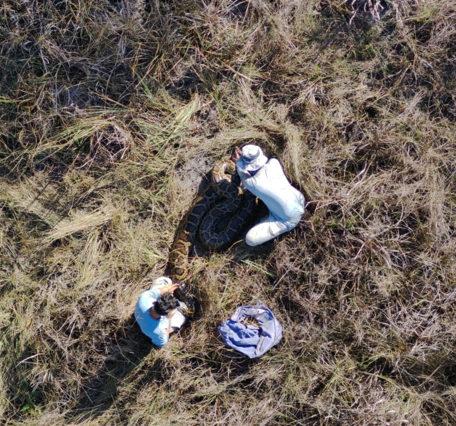 birds-eye view of two people in field gear investigating a large python in a field of grasses 
