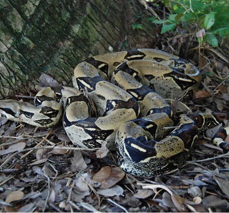 A boa constrictor in southern Miami, Florida lays at the base of a tree. The pattern of the snake allows it to blend in.