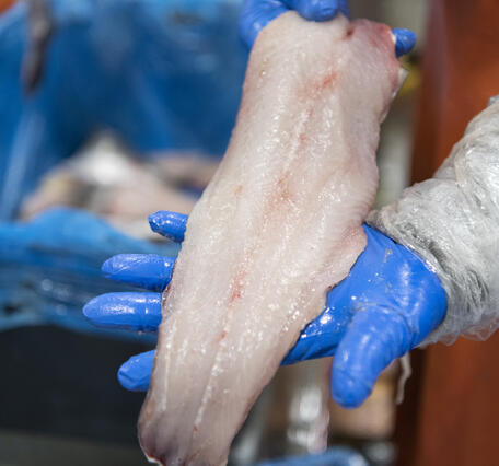 Gloved hands display a blue catfish fillet