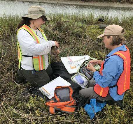 Two people in reflective vests crouch in tall grasses near water collecting samples from a bird