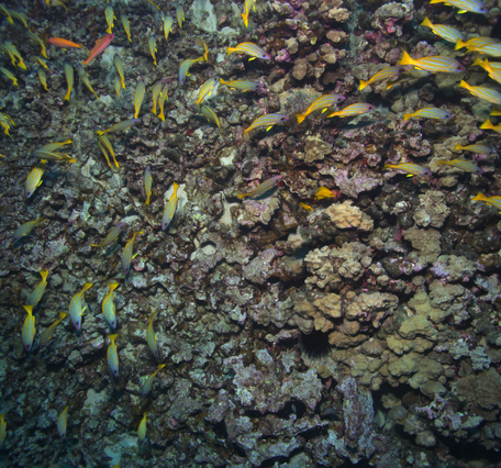 Underwater imagery of the substrate and coral reef habitat on the Kona Coast of the Island of Hawaii
