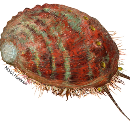 Pinto Abalone illustration