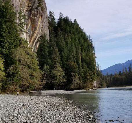 River flowing below a steep cliff covered in coniferous trees.