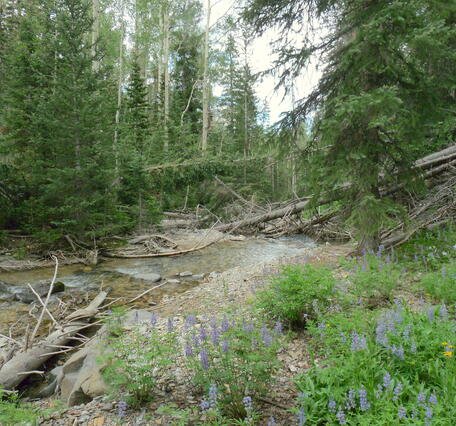 Upper Beaver Creek adjacent to the Twitchell Fire in Utah