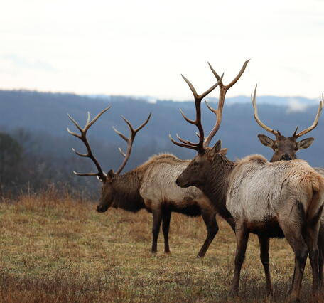 Three bull elk (Cervus canadensis) in Virginia