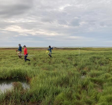 A field crew setting up mistnets to capture Saltmarsh Sparrows at Wallops Island National Wildlife Refuge