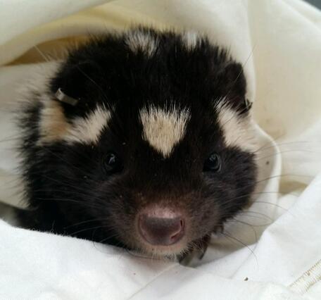 A young spotted skunk.