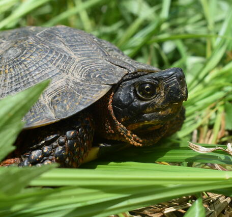 A wood turtle in a National Park