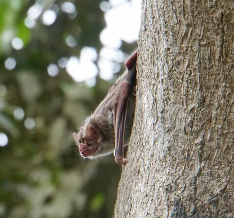 A small brown bat sits on the side of a tree