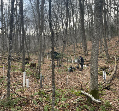 A man stands in the woods surrounded by white pipes sticking out of the ground.