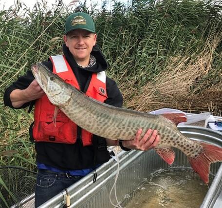 Graduate student holding a muskellunge 