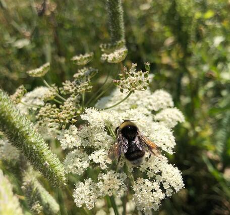 Western bumblebee on a yarrow flower 