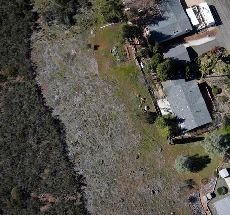 a row of houses face a line of burned trees, with healthy trees to the left of the burned trees