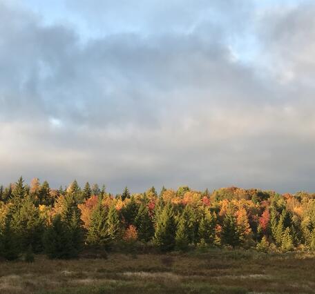 A river running through Dolly Sods Wilderness
