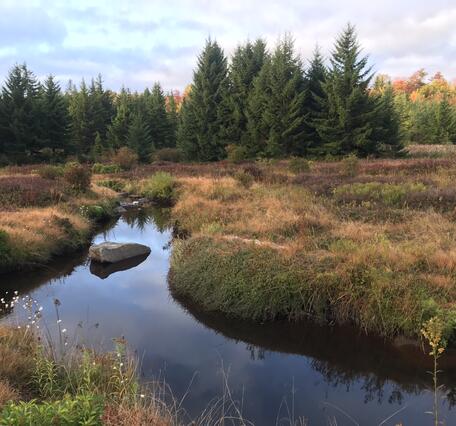 A river running through Dolly Sods, WV.