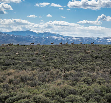 a sagebrush landscape with a herd of mule deer wandering along, mountains with snow in the background