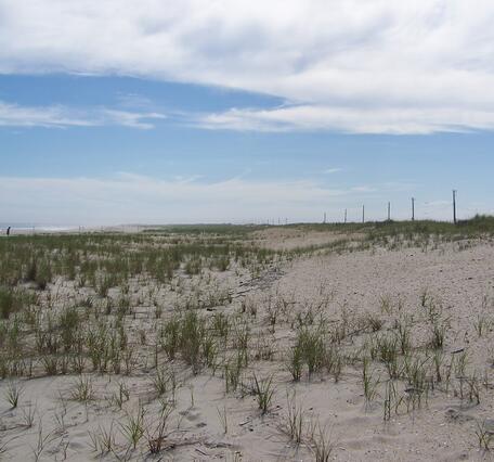 A wide coastal dune with vegetation growing across it and a blue sky in the distance