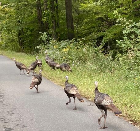 Wild turkeys run along a path in an eastern US forest