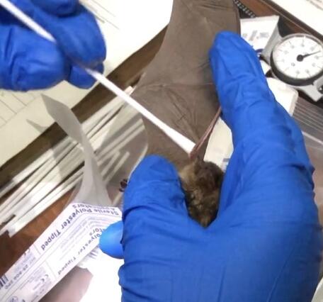 Gloved hands swab a bat's outstretched wing