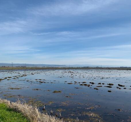 flooded rice field
