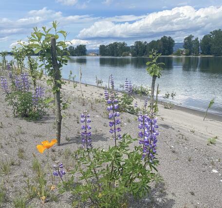 Woodland Islands dredge material deposit site. A sandy beach with flowers.