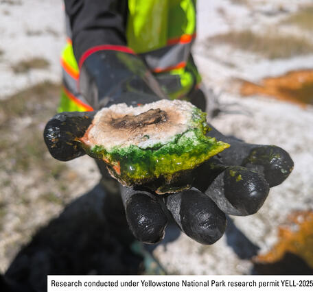 Black gloved hand holding rock sample coated in green algae-like bacteria