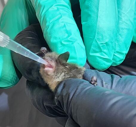 A small bat is held in gloved hands and given a vaccine via a long clear syringe. 